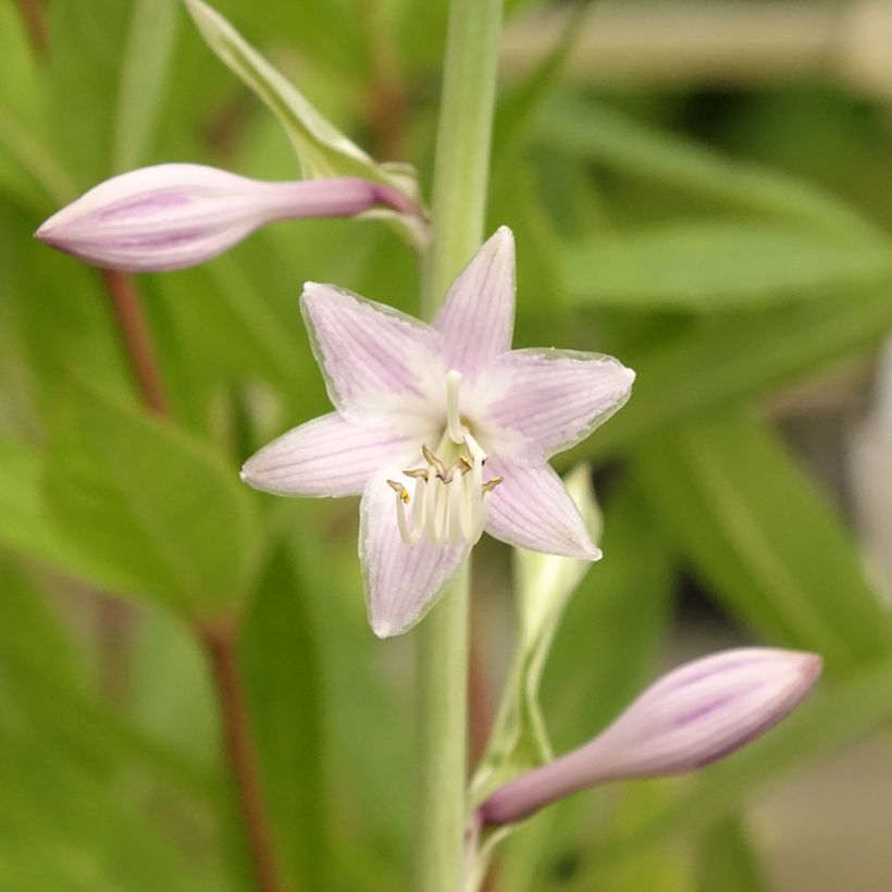 Hosta Striptease (Floração)