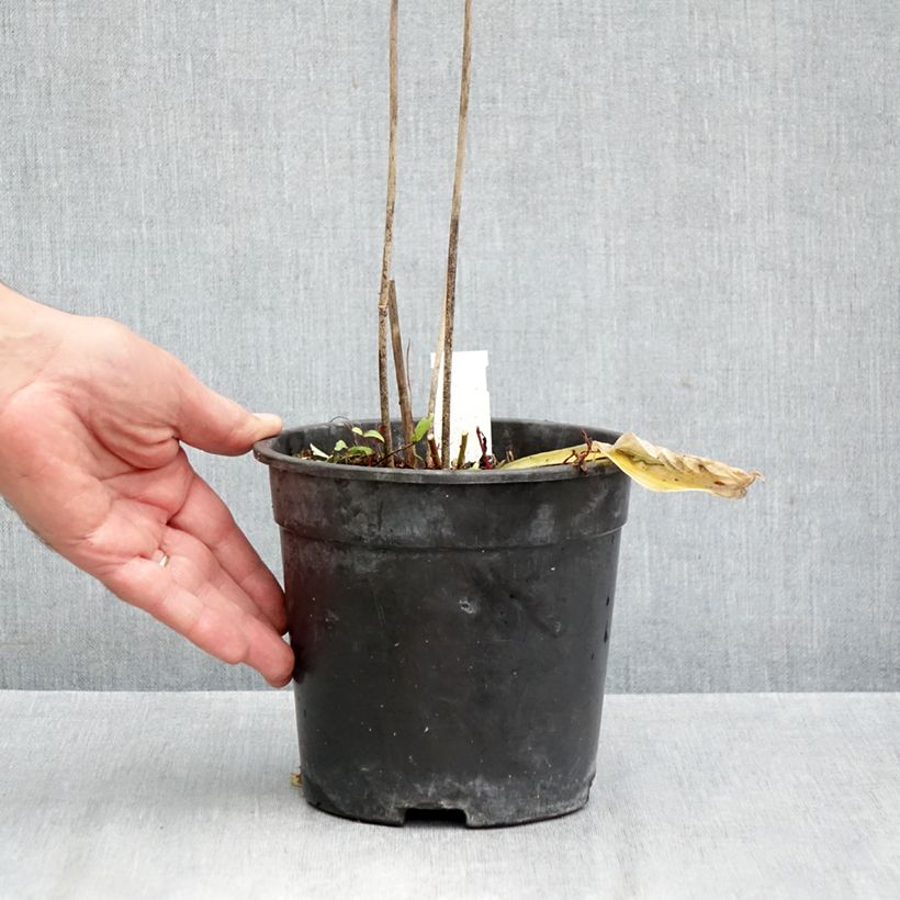 Amostra de Hosta Striptease Vaso de 2 L/3 L tal como entregue no outono
