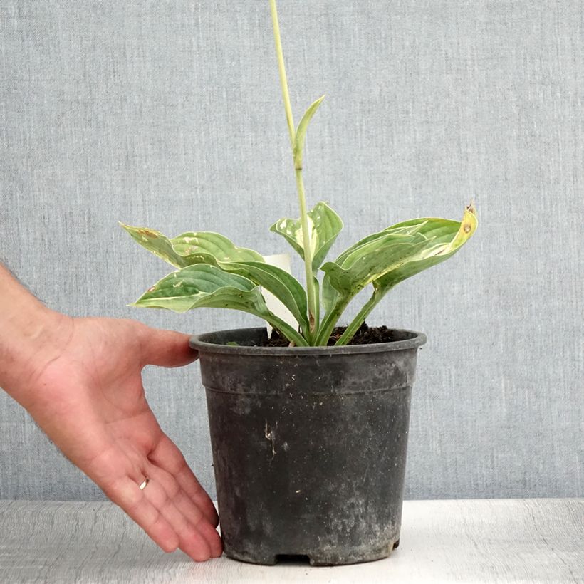 Amostra de Hosta Striptease Vaso de 2 L/3 L tal como entregue no verão