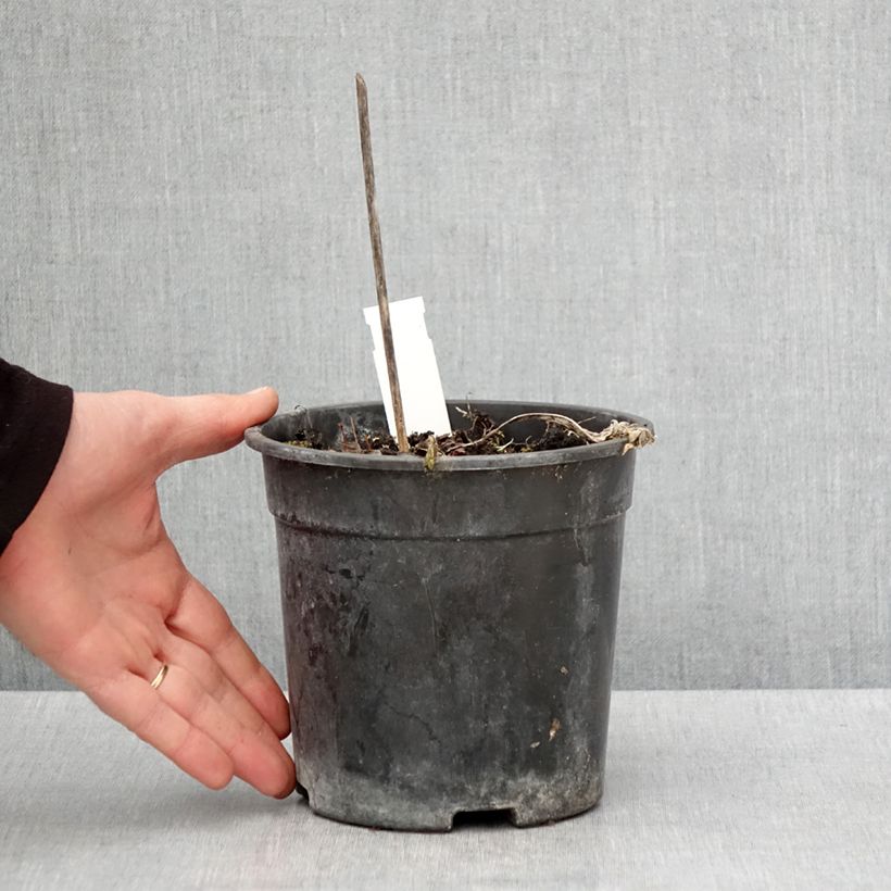 Amostra de Hosta Striptease Vaso de 2 L/3 L tal como entregue na primavera