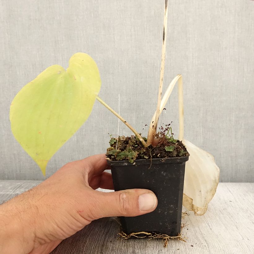 Amostra de Hosta Sum and Substance Vaso de 8/9 cm tal como entregue no outono