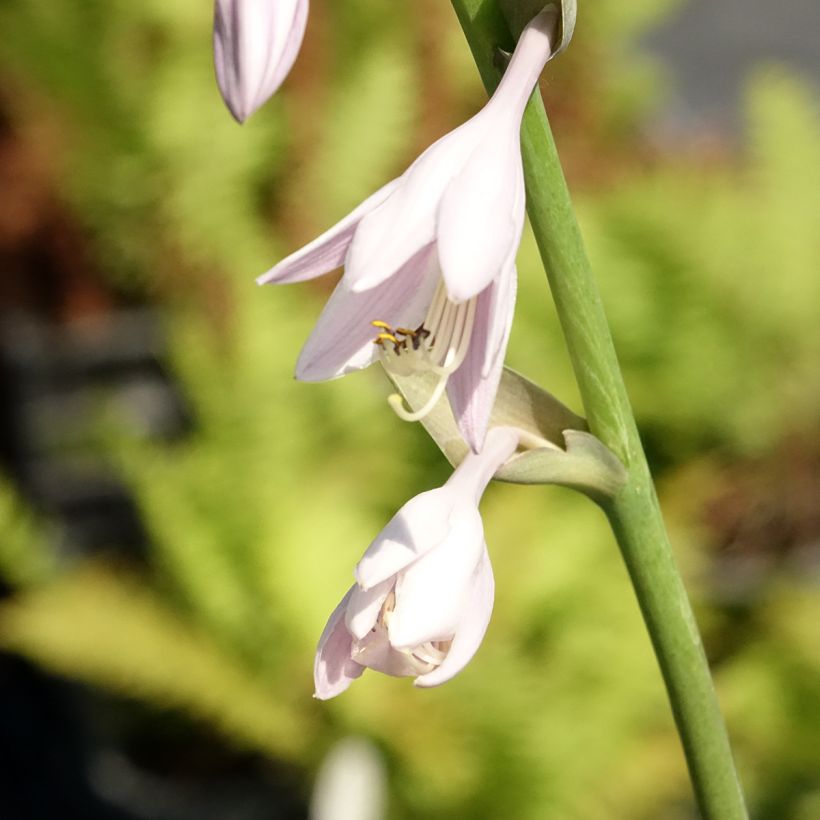 Hosta Sum and Substance (Floração)