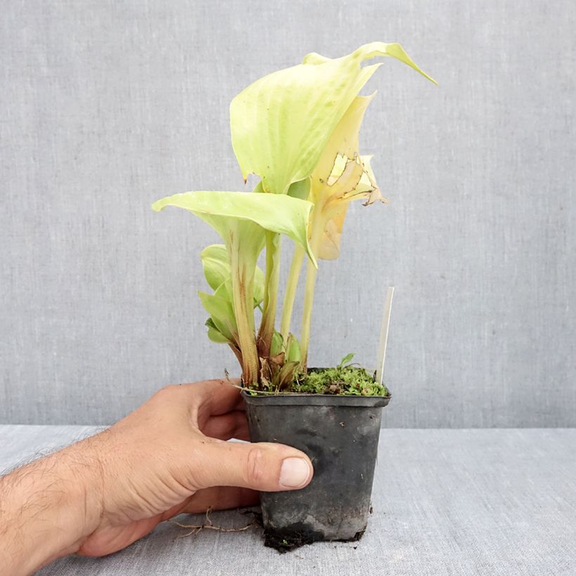 Amostra de Hosta Sum of All Vaso de 8/9 cm tal como entregue no outono