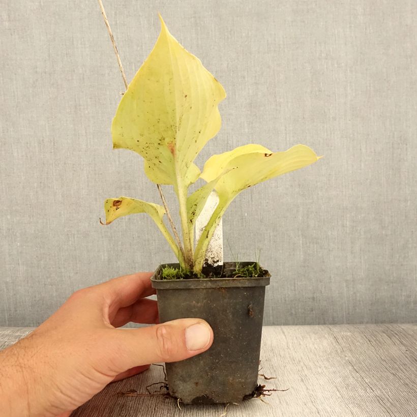 Amostra de Hosta Sum of All Vaso de 8/9 cm tal como entregue no verão