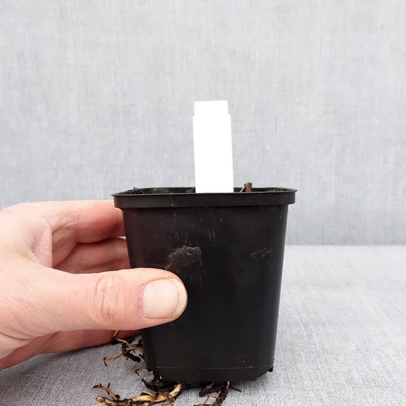 Amostra de Hosta Sum of All Godet de 8/9 cm tal como entregue no inverno