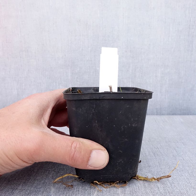 Amostra de Hosta Sum of All Vaso de 8/9 cm tal como entregue na primavera