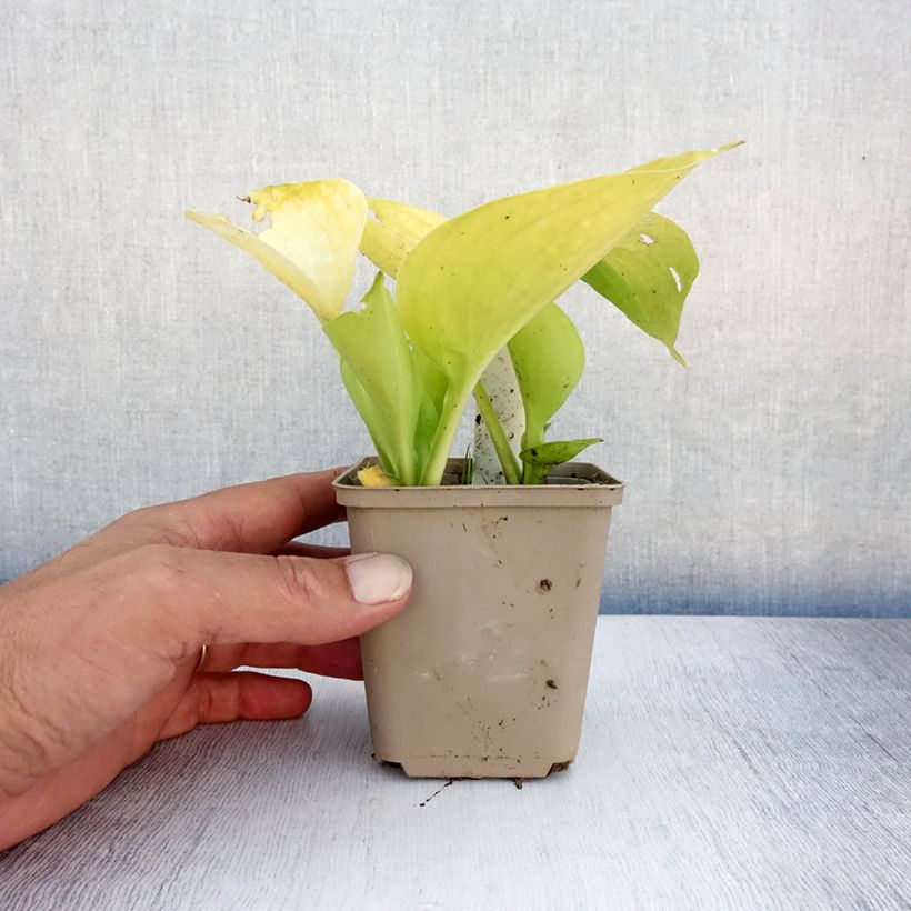 Amostra de Hosta Summer Breeze Vaso de 8/9 cm tal como entregue no verão