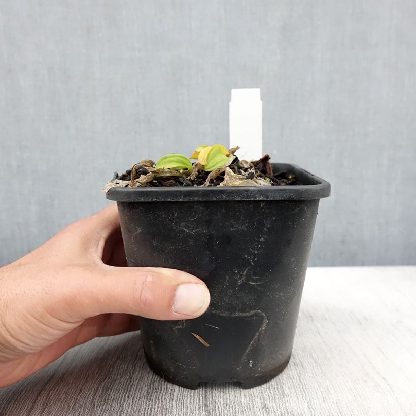 Amostra de Hosta Sun Mouse Vaso de 1,5 L/2 L tal como entregue no outono
