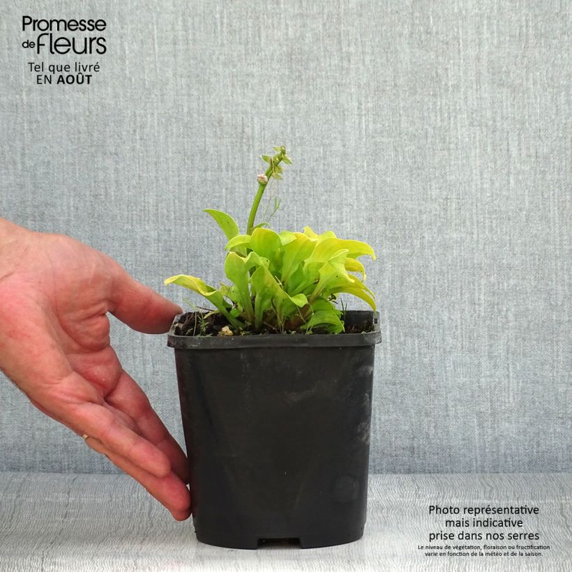 Amostra de Hosta Sun Mouse Vaso de 1,5 L/2 L tal como entregue no verão