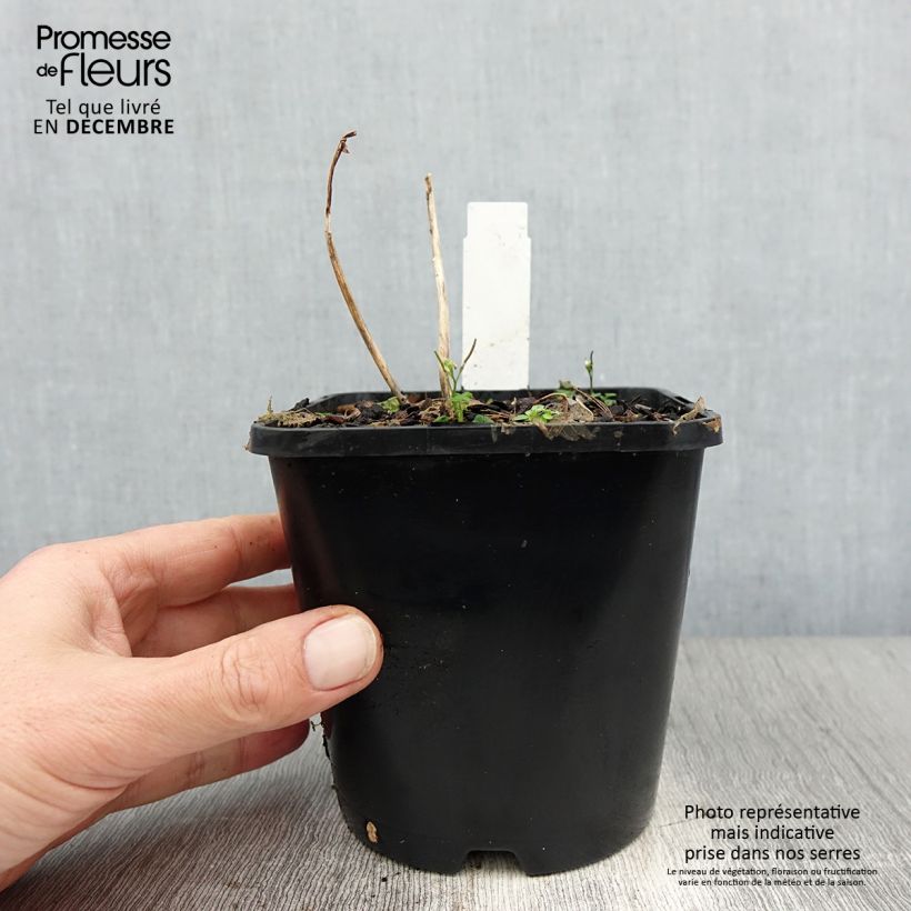 Amostra de Hosta Sun Mouse Pot de 1,5L/2L tal como entregue no inverno