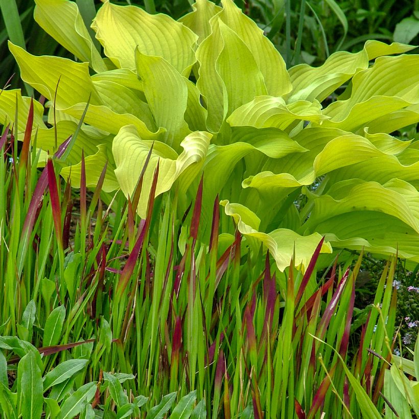 Hosta Sun Power (Hábito)