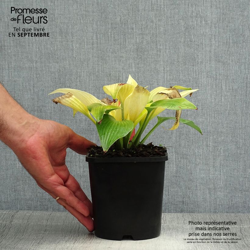 Amostra de Hosta tardiana Sunny Halcyon Vaso de 1,5 L/2 L tal como entregue no verão