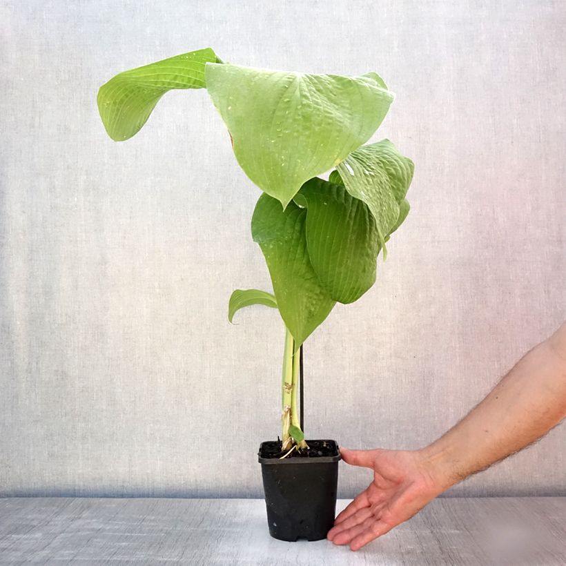 Amostra de Hosta T Rex - Funkia Vaso de 1,5 L/2 L tal como entregue no verão