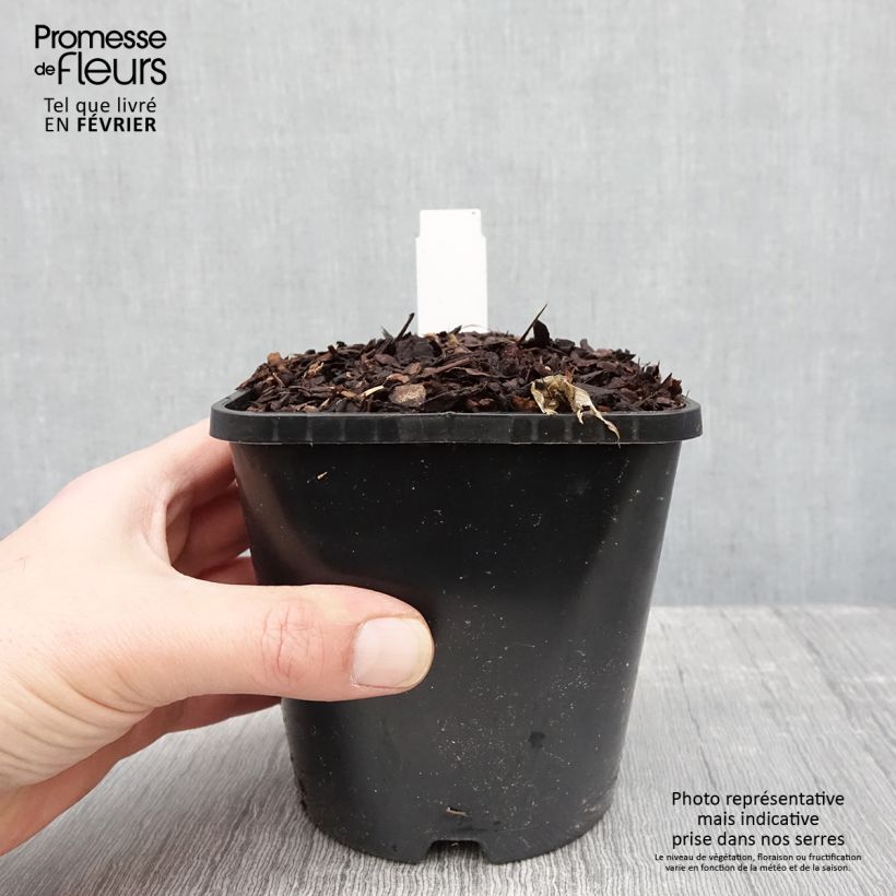 Amostra de Hosta T Rex  Pot de 1,5L/2L tal como entregue no inverno