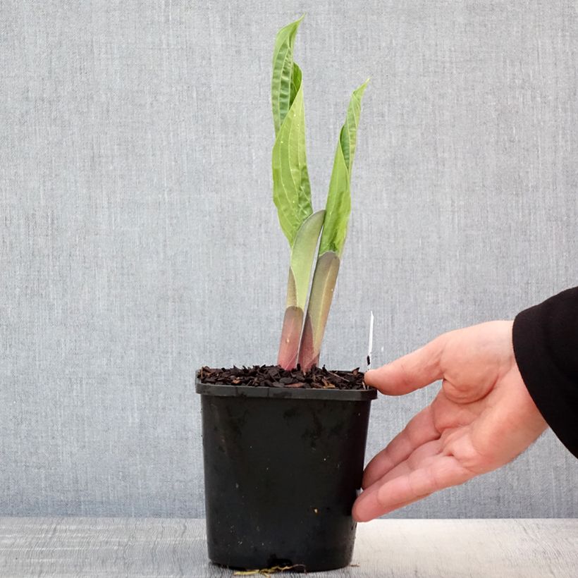 Amostra de Hosta T Rex - Funkia Vaso de 1,5 L/2 L tal como entregue na primavera