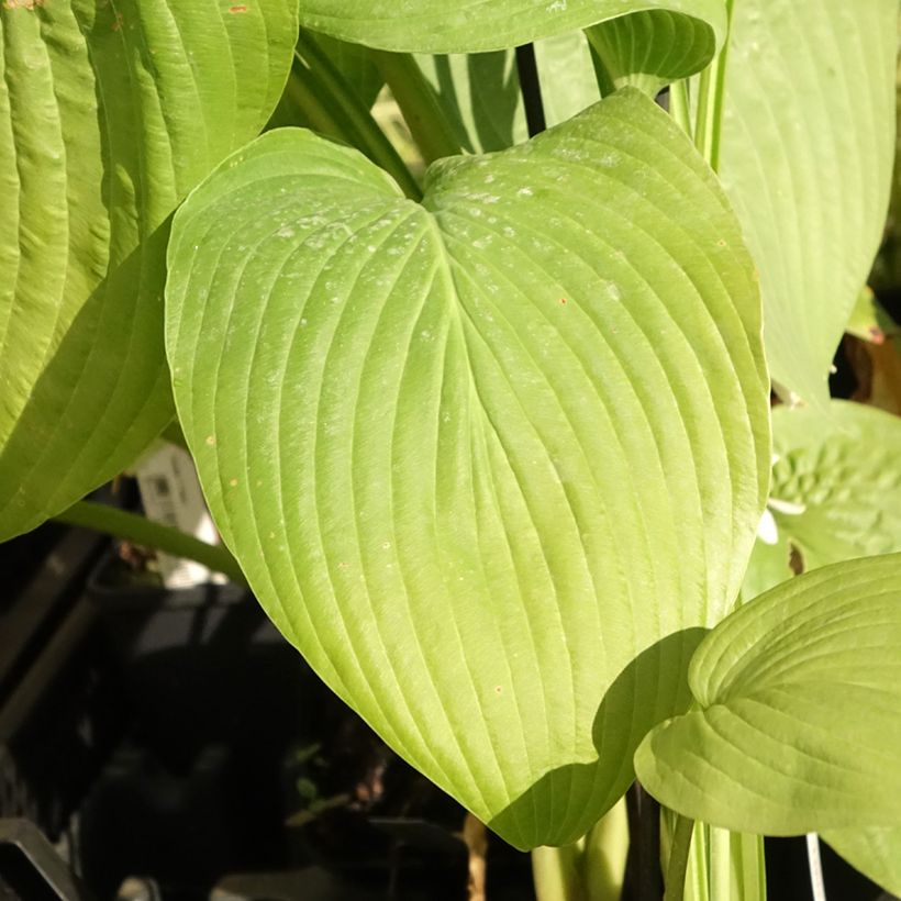 Hosta T Rex - Funkia (Folhagem)