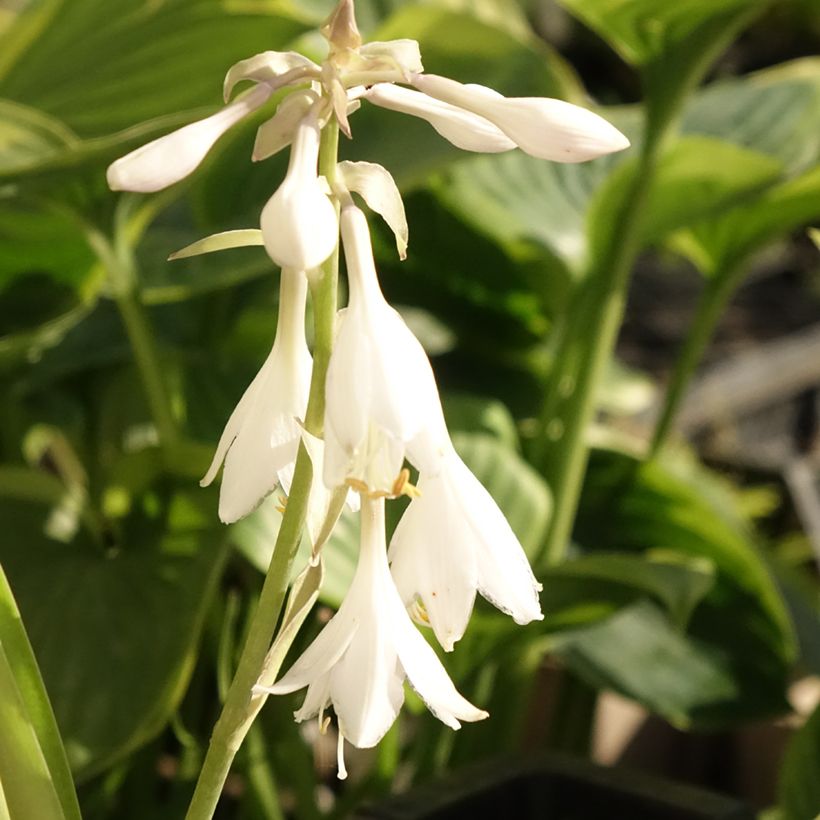 Hosta T Rex - Funkia (Floração)