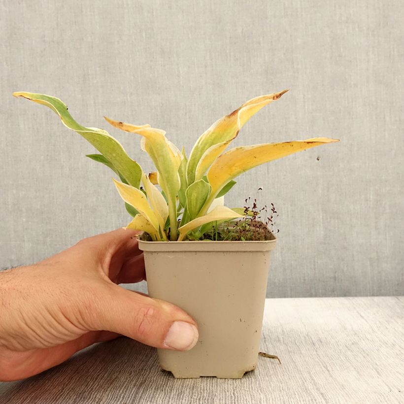 Amostra de Hosta tardiana El Niño Vaso de 8/9 cm tal como entregue no outono