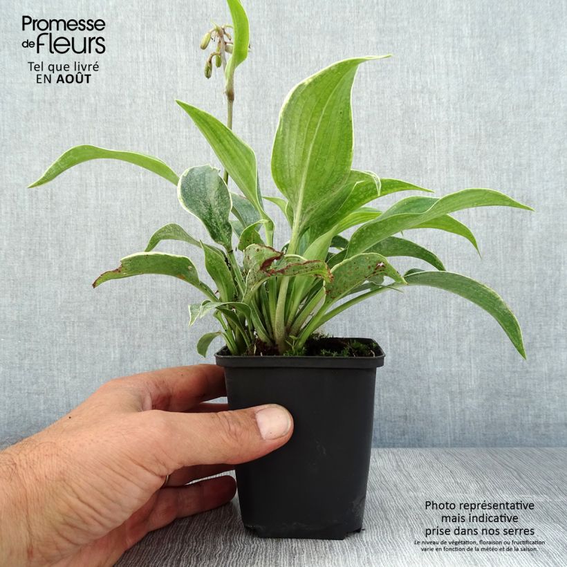 Amostra de Hosta tardiana El Niño Vaso de 8/9 cm tal como entregue no verão