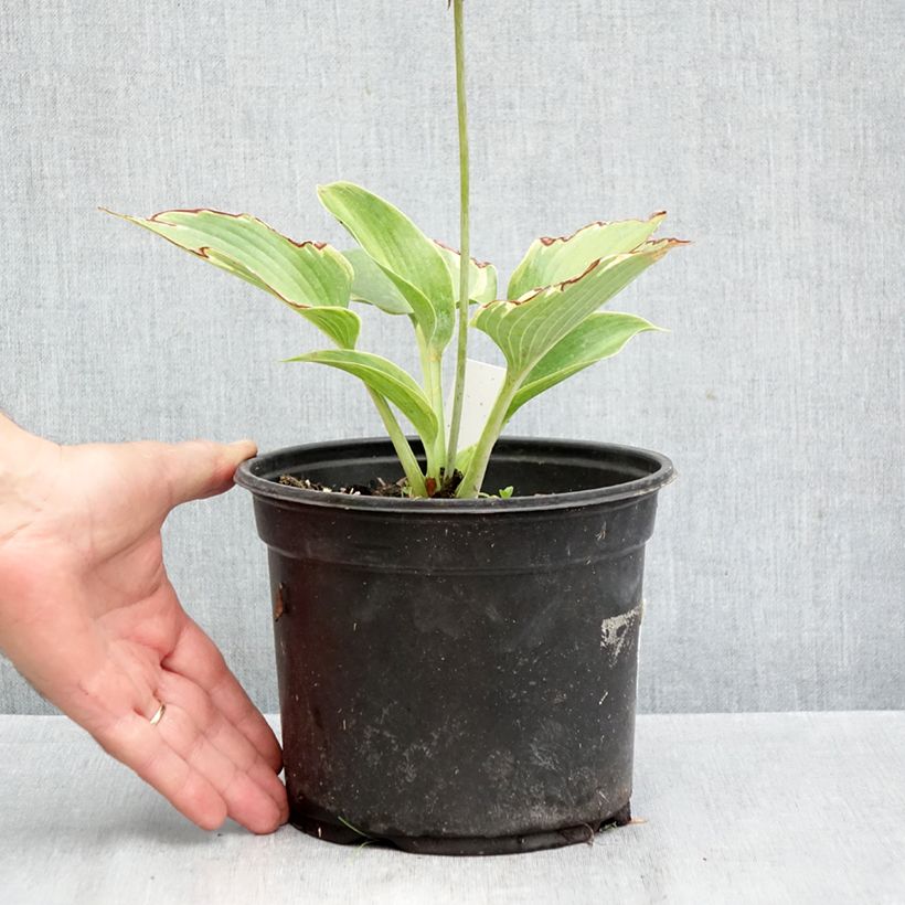 Amostra de Hosta tardiana El Niño Vaso de 2 L/3 L tal como entregue no outono