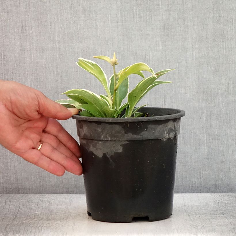 Amostra de Hosta tardiana El Niño Vaso de 2 L/3 L tal como entregue no verão