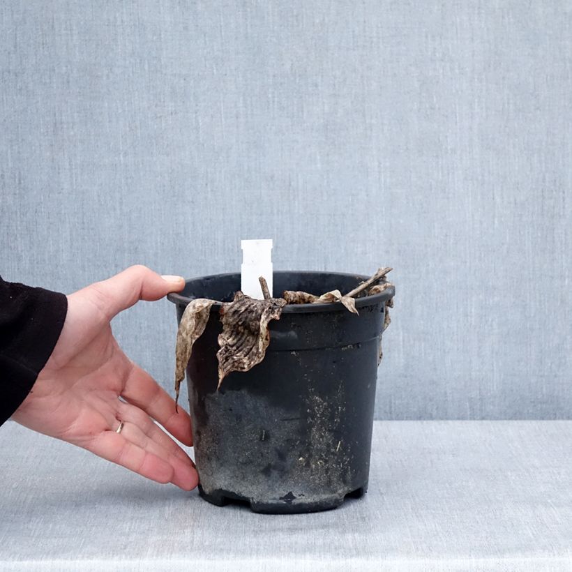 Amostra de Hosta tardiana El Niño Vaso de 2 L/3 L tal como entregue no inverno