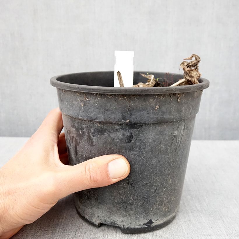 Amostra de Hosta tardiana El Niño Vaso de 2 L/3 L tal como entregue na primavera