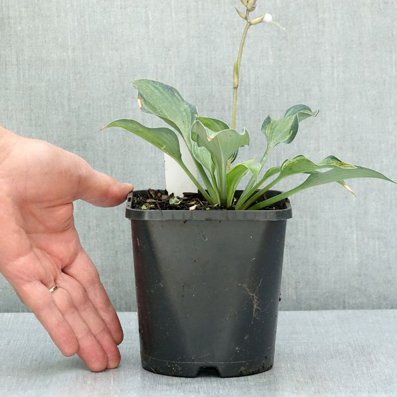 Amostra de Hosta Teacher's Pride Vaso de 1,5 L/2 L tal como entregue no verão