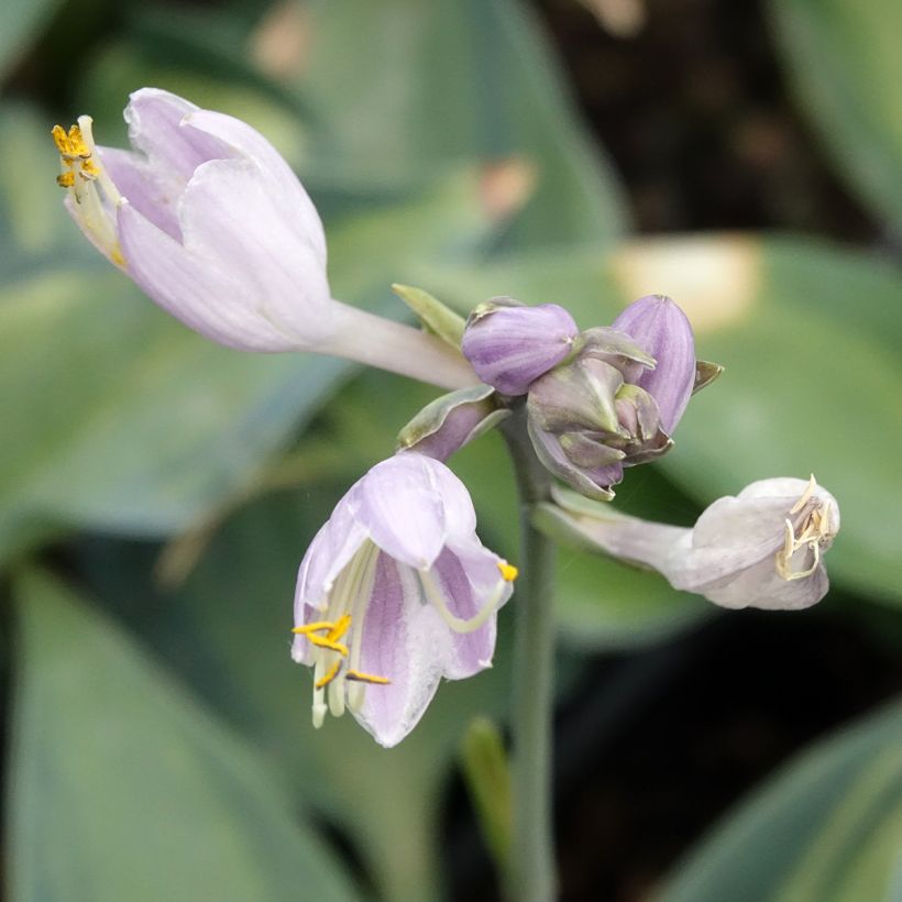 Hosta Teacher's Pride (Floração)