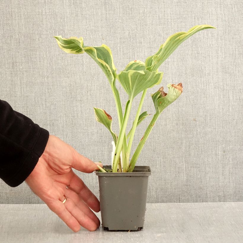 Amostra de Hosta The King Vaso de 8/9 cm tal como entregue no outono