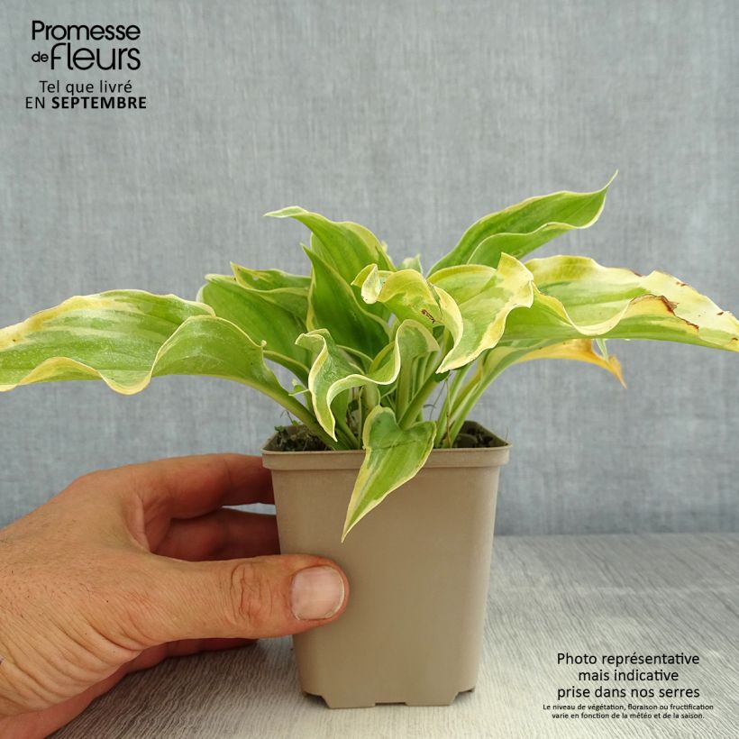 Amostra de Hosta The King Vaso de 8/9 cm tal como entregue no verão