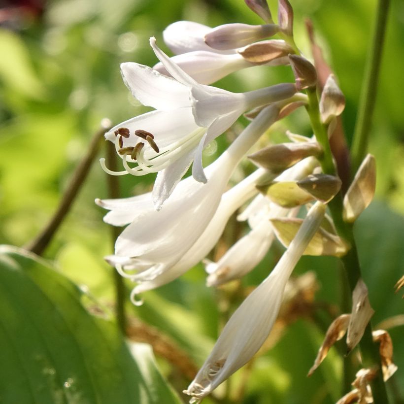 Hosta The King (Floração)