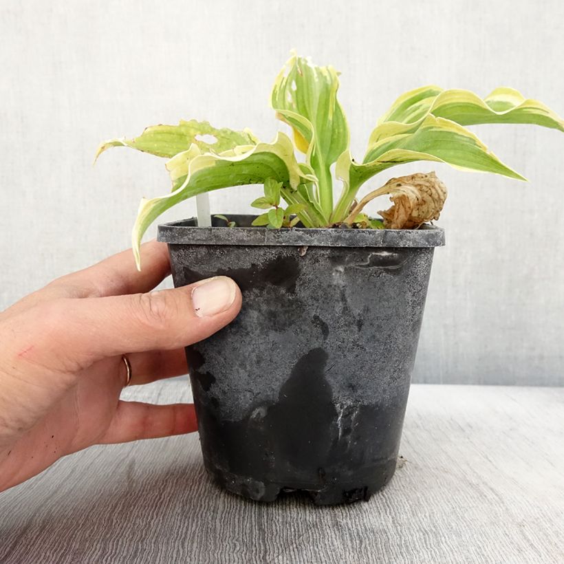 Amostra de Hosta The King Pot de 1,5L/2L tal como entregue no outono