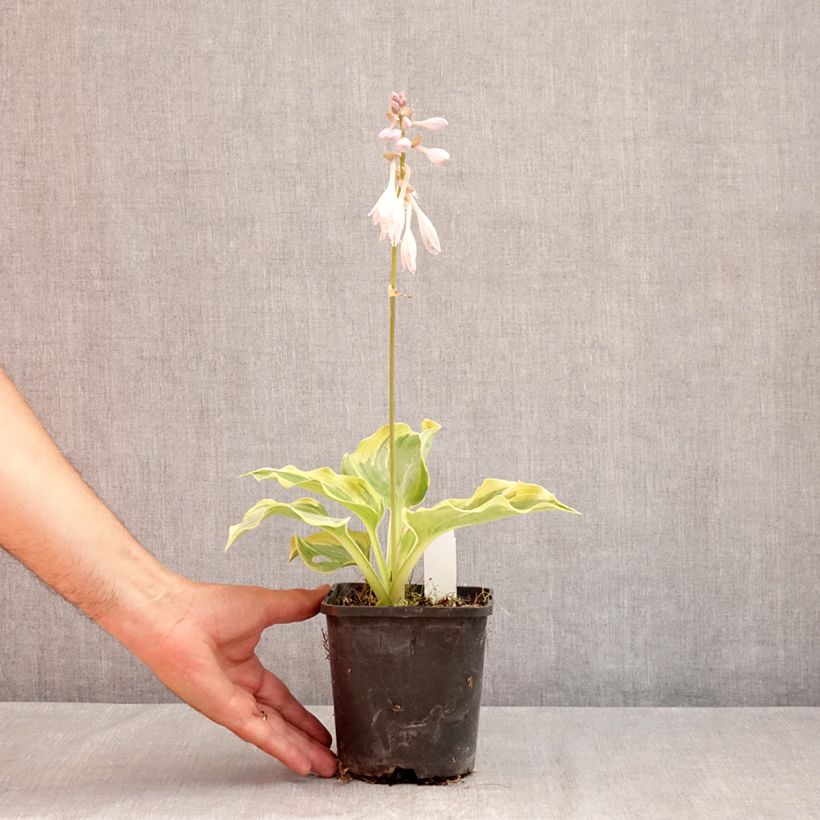 Amostra de Hosta The King Vaso de 1,5 L/2 L tal como entregue no verão