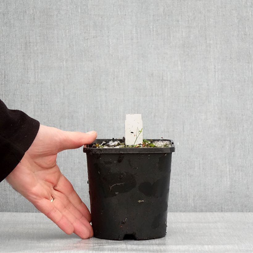 Amostra de Hosta The King Vaso de 1,5 L/2 L tal como entregue no inverno