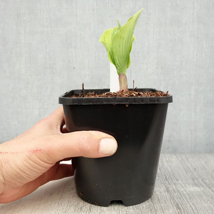 Amostra de Hosta The King Vaso de 1,5 L/2 L tal como entregue na primavera