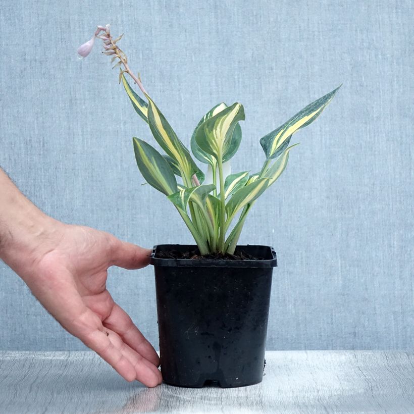 Amostra de Hosta Timeless Beauty Vaso de 1,5 L/2 L tal como entregue no verão