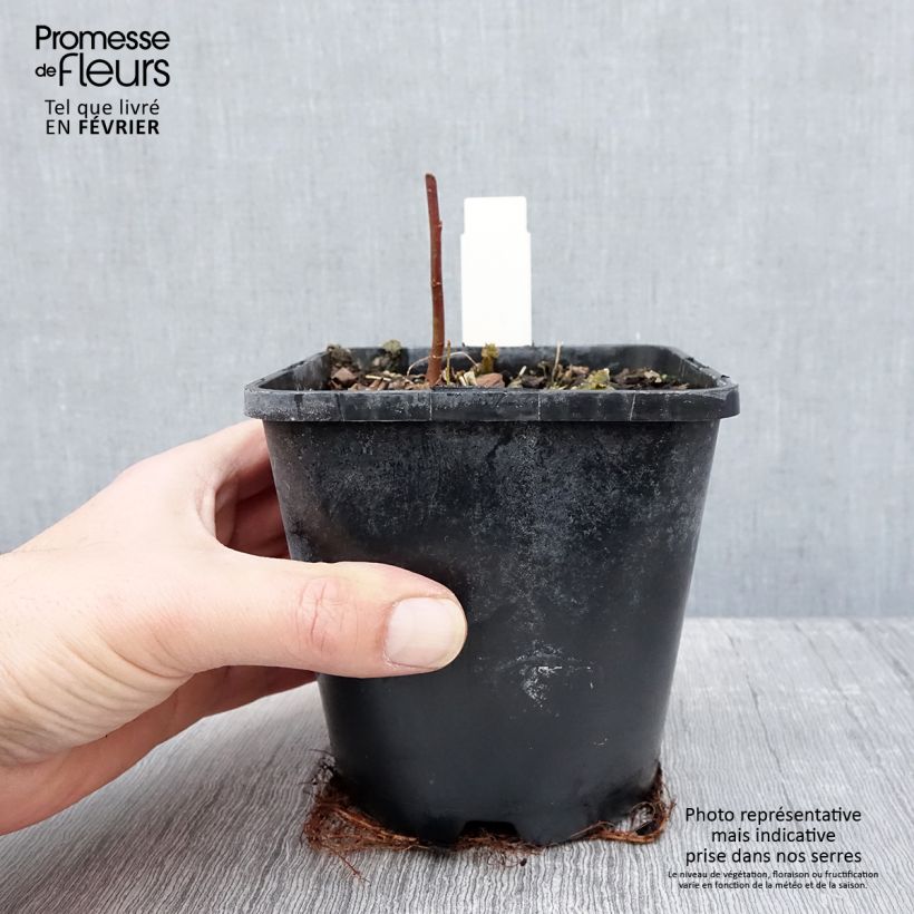 Amostra de Hosta Timeless Beauty Pot de 1,5L/2L tal como entregue no inverno