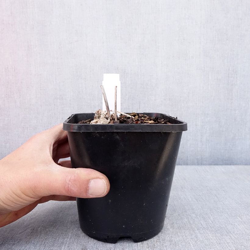 Amostra de Hosta Timeless Beauty Vaso de 1,5 L/2 L tal como entregue na primavera