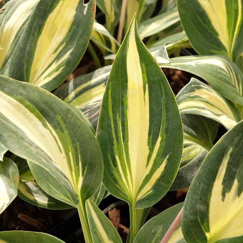 Hosta Timeless Beauty (Folhagem)