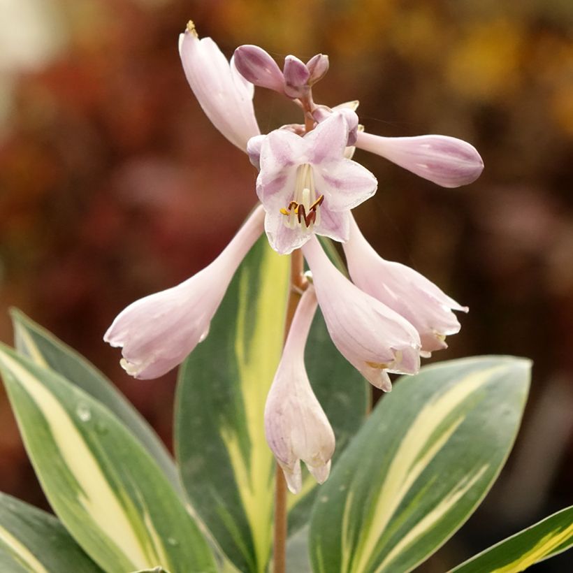 Hosta Timeless Beauty (Floração)