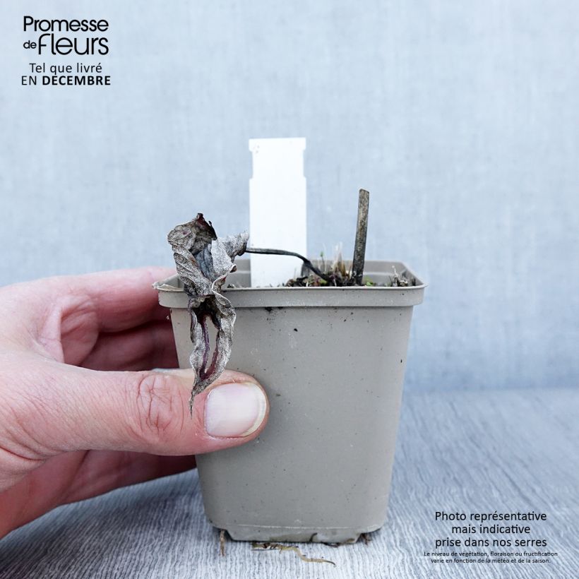 Amostra de Hosta Touch Of Class Vaso de 8/9 cm tal como entregue no outono