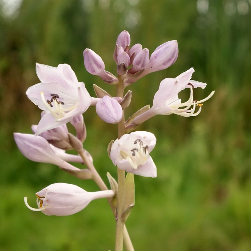 Hosta Touch Of Class (Floração)