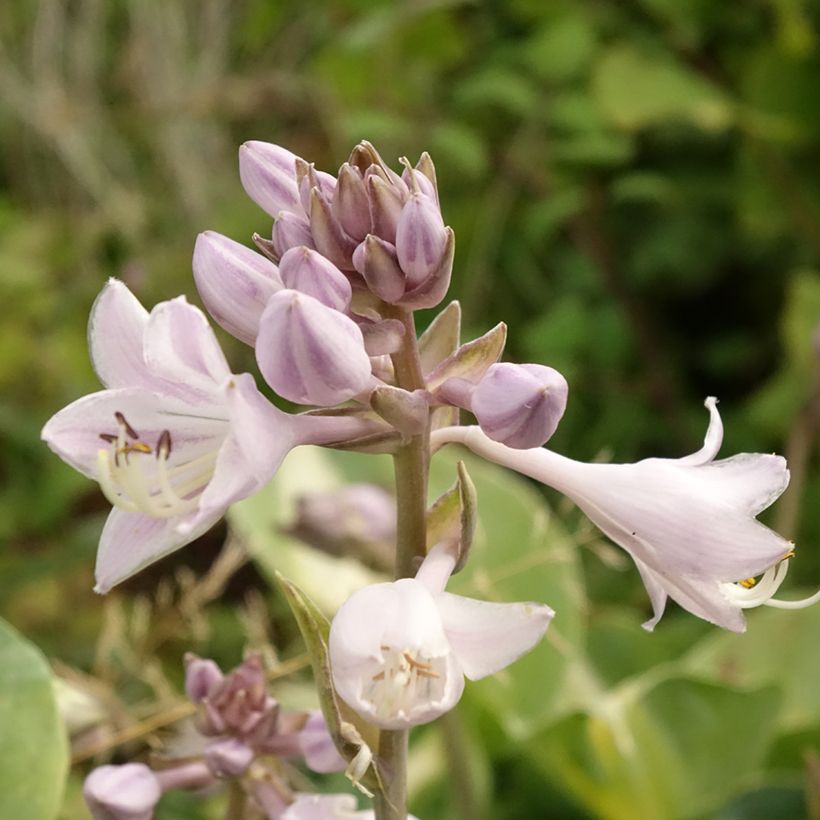 Hosta Touch Of Class (Folhagem)