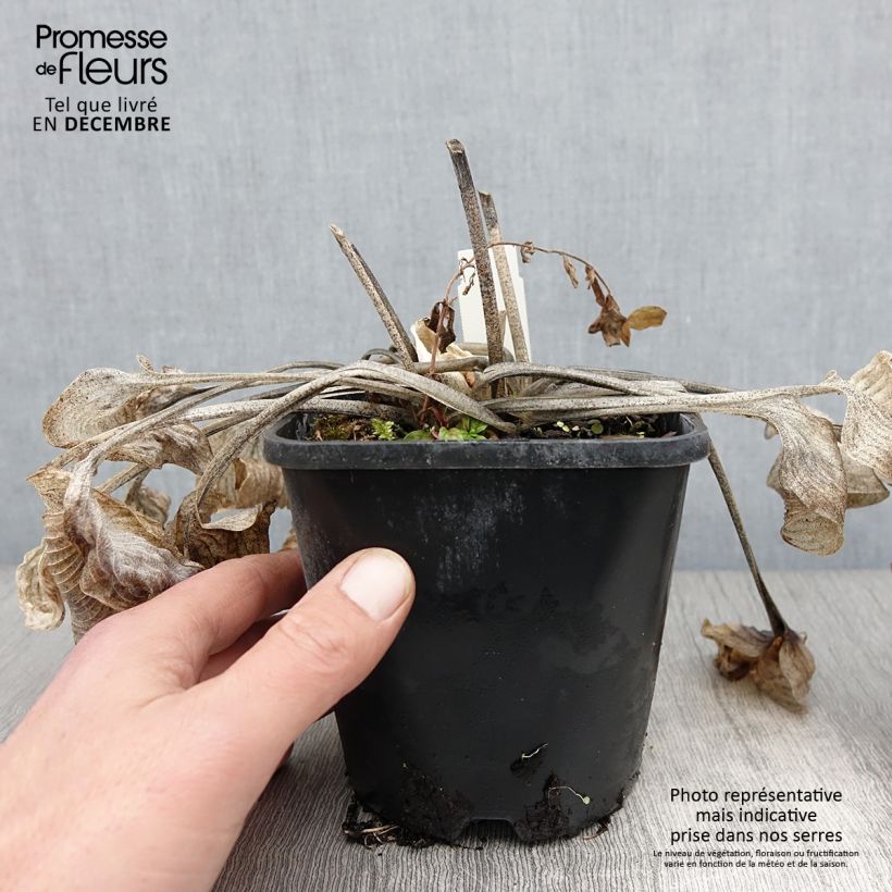 Amostra de Hosta Touch Of Class Vaso de 1,5 L/2 L tal como entregue no outono