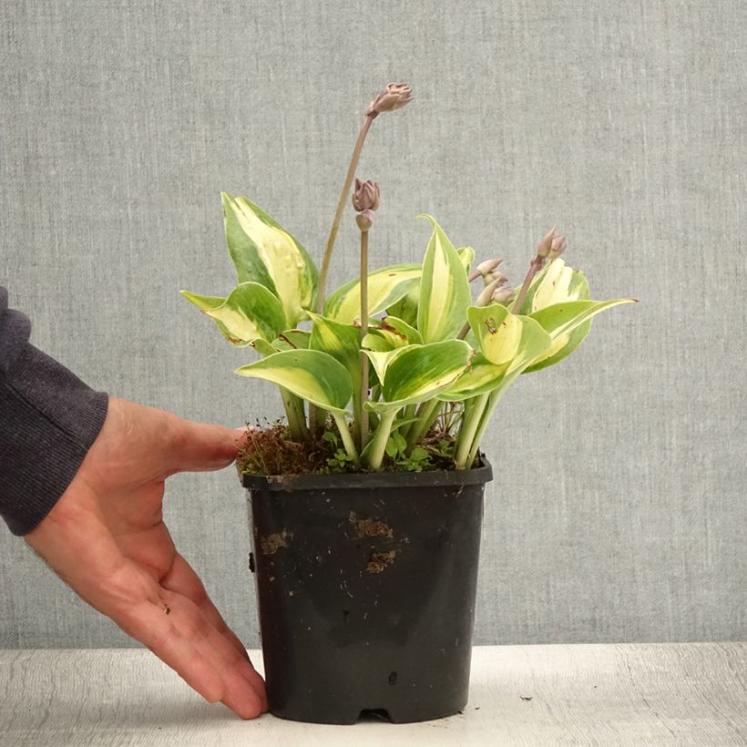Amostra de Hosta Touch Of Class Vaso de 1,5 L/2 L tal como entregue no verão
