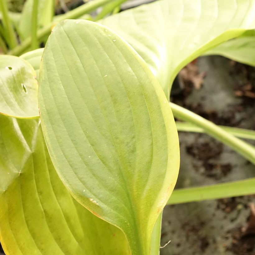 Hosta UFO - Funkia (Folhagem)