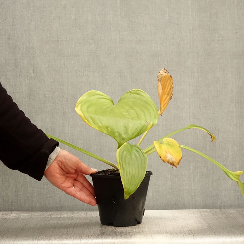 Amostra de Hosta UFO Pot de 1,5L/2L tal como entregue no outono