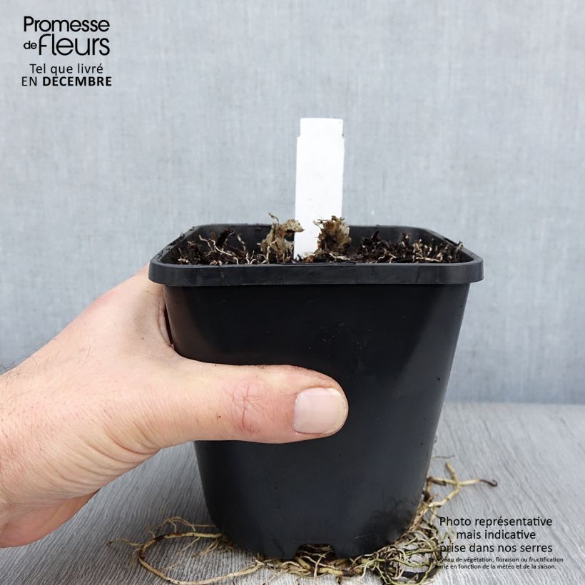 Amostra de Hosta UFO Vaso de 1,5 L/2 L tal como entregue no inverno