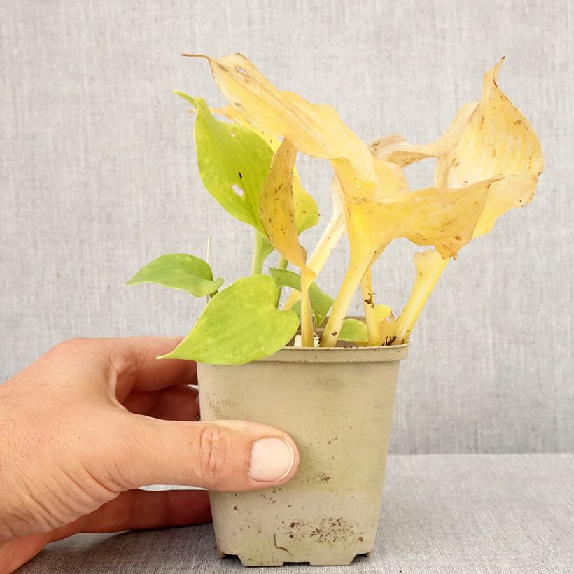 Amostra de Hosta undulata Erromena Vaso de 8/9 cm tal como entregue no outono